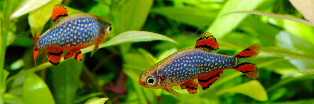 What's Arrived and What's Coming Freshwater Fish – Aquariums West