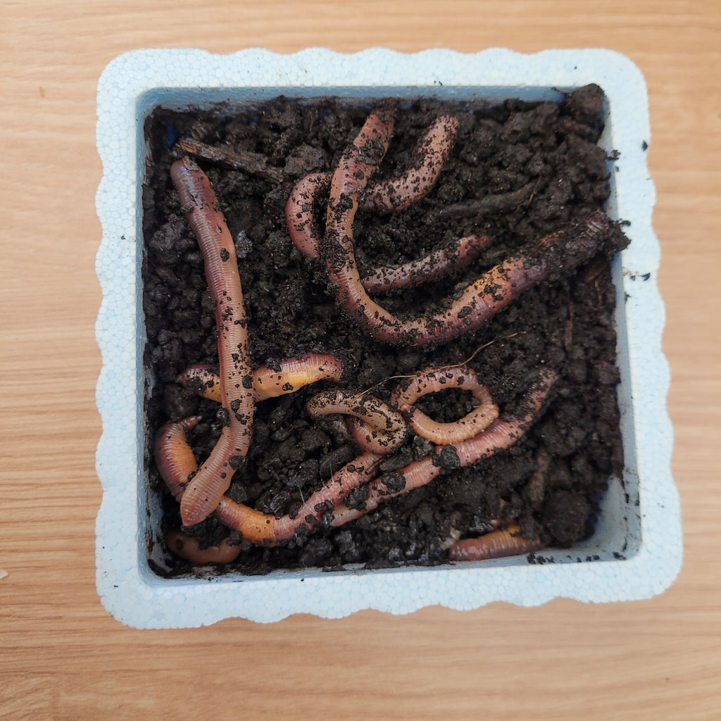 Dew Worm 12 (In Store Pickup only) Aquariums West