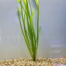 Bunch Plant - Vallisneria Americana