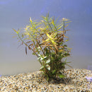 Bunch Plant - Ludwigia arcuata