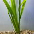 Bunch Plant - Vallisneria Gigantea