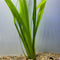 Bunch Plant - Vallisneria Gigantea