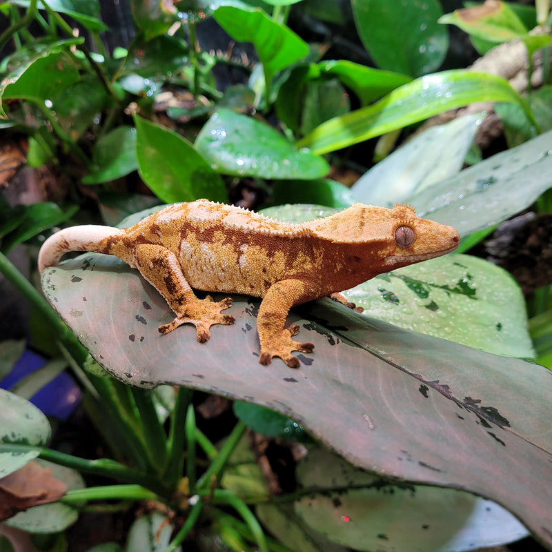 Lizard - Gecko - Crested Juv.