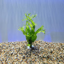 Bunch Plant - Microsorum pteropus 'Windelov'