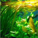 Bunch Plant - Vallisneria Americana