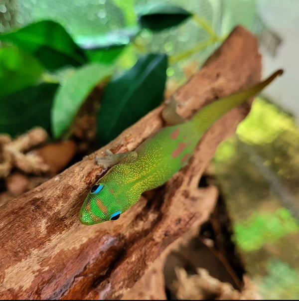 Lizard - Gecko - Gold Dust Day Female
