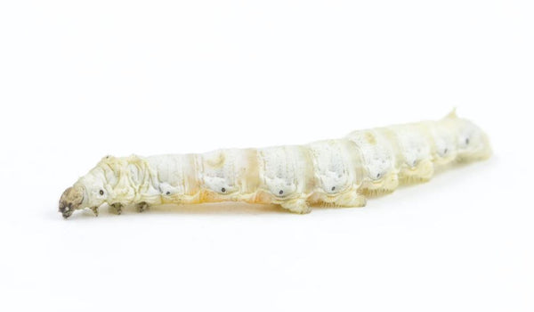 Silkworm (In Store Pickup only)