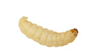Wax Worms (In Store Pickup only)