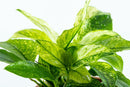 Tropica Potted Anubias barteri var. nana 'Pinto'