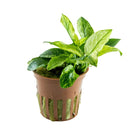 Tropica Potted Anubias barteri var. nana 'Pinto'