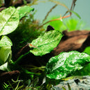 Tropica Potted Anubias barteri var. nana 'Pinto'