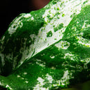 Tropica Potted Anubias barteri var. nana 'Pinto'