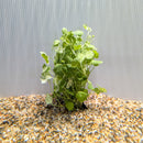 Bunch Plant - Hydrocotyle sibthorpioides