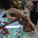3D Printed - Centipede Brown (40cm)