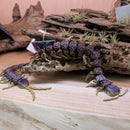 3D Printed - Centipede Purple (40cm)