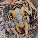 Spider - Camel Sun Striped