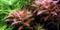 1-2-Grow! Proserpinaca palustris 'Cuba'