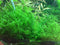 Tropica 1 2 Grow Taxiphyllum 'Taiwan Moss'