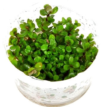 Tropica 1 2 Grow Rotala 'Bonsai' – Aquariums West