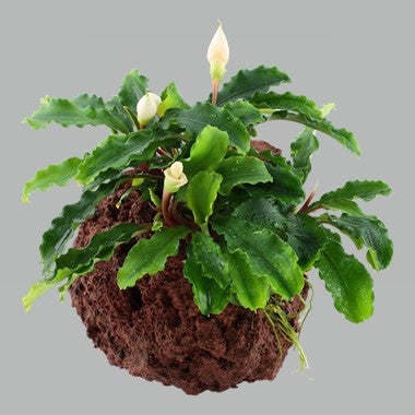 Bucephalandra sp. 'Wavy Green' on rock – Aquariums West