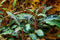 Tropica Potted Bucephalandra Kedagang