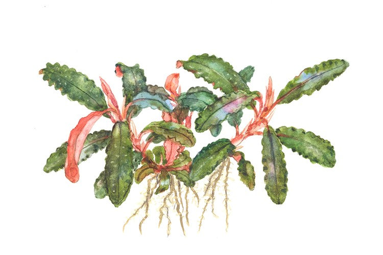 potted_bucephalandra_red_1_102