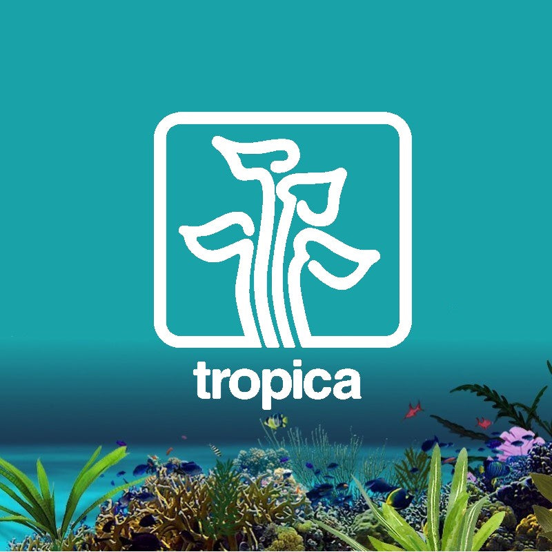 What Arrived & What's Coming Tropica