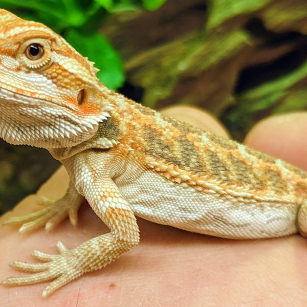 Bearded Dragon Teeth: Complete Guide To Anatomy And Care – GIAU