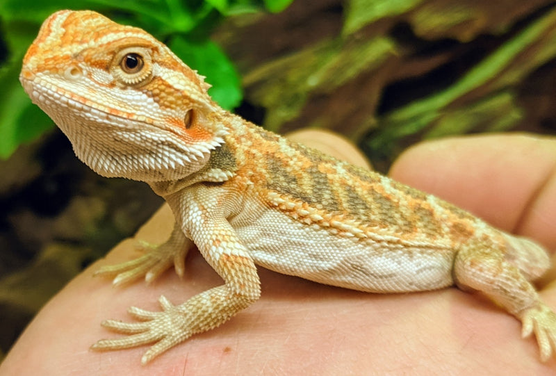 Bearded Dragon Care