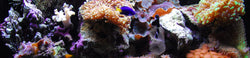 What's in Stock Saltwater Fish/Corals