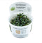 1-2-Grow! Bucephalandra sp. 'Needle Leaf' NEW!