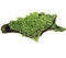 1-2-Grow! Riccardia chamedryfolia NEW!