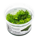 1-2-Grow! Riccardia chamedryfolia NEW!