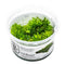 1-2-Grow! Riccardia chamedryfolia NEW!