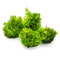 1-2-Grow! Riccardia chamedryfolia NEW!