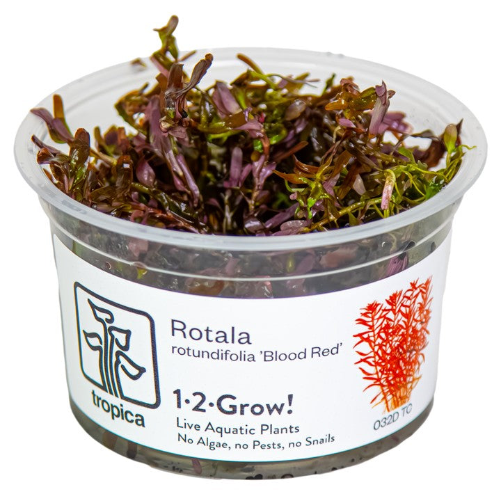 1-2-Grow! Rotala rotundifolia 'Blood Red'