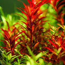 1-2-Grow! Rotala rotundifolia 'Blood Red'