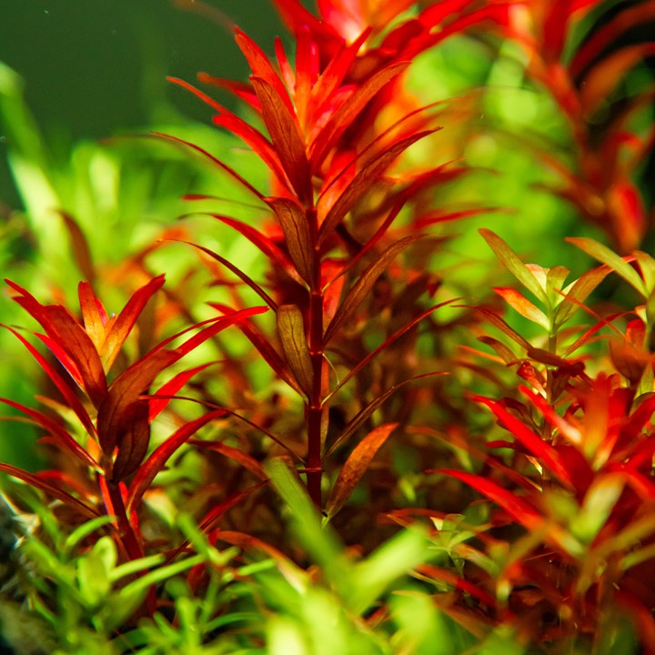 Tropica Rotala Rotundifolia 'blood Red' – Aquariums West