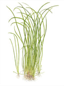 1-2-Grow! Sagittaria subulata 'Needle Leaf' NEW!