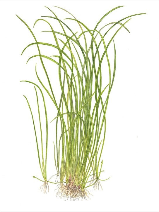 1-2-Grow! Sagittaria subulata 'Needle Leaf' NEW!