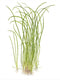 1-2-Grow! Sagittaria subulata 'Needle Leaf' NEW!
