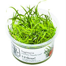 1-2-Grow! Sagittaria subulata 'Needle Leaf' NEW!