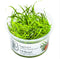 1-2-Grow! Sagittaria subulata 'Needle Leaf' NEW!