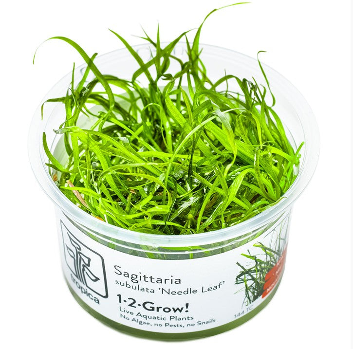 1-2-Grow! Sagittaria subulata 'Needle Leaf' NEW!