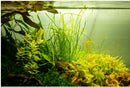 1-2-Grow! Sagittaria subulata 'Needle Leaf' NEW!