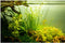 1-2-Grow! Sagittaria subulata 'Needle Leaf' NEW!