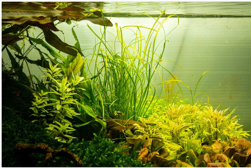 1-2-Grow! Sagittaria subulata 'Needle Leaf' NEW!