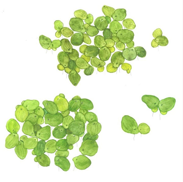 1-2-Grow! Spirodela polyrrhiza NEW!