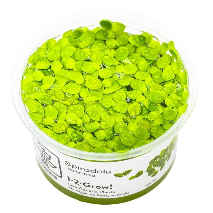 1-2-Grow! Spirodela polyrrhiza NEW!