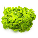 1-2-Grow! Spirodela polyrrhiza NEW!